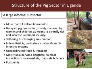 The smallholder pig value chains development in Uganda (SPVCD) project: Where are we now?