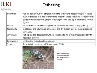 Participatory rapid assessment of animal health and management practices in the Uganda smallholder pig value chain