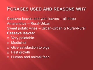 Cassava leaves and yam leaves – all three
Amaranthus – Rural-Urban
Sweet potato vines – Urban-Urban & Rural-Rural
Cassava leaves:
 Very palatable
 Medicinal
 Give satisfaction to pigs
 Fast growth
 Human and animal feed
 