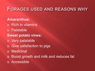 Amaranthus:
 Rich in vitamins
 Palatable
Sweet potato vines:
 Very palatable
 Give satisfaction to pigs
 Medicinal
 Boost growth and milk and reduces fat
 Accessible
 