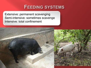 Extensive: permanent scavenging
Semi-intensive: sometimes scavenge
Intensive: total confinement
 