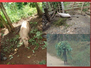 Feeding and breeding systems in the Uganda smallholder pigs value chain