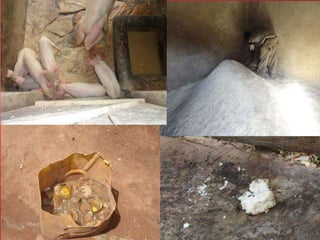 Feeding and breeding systems in the Uganda smallholder pigs value chain