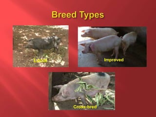Feeding and breeding systems in the Uganda smallholder pigs value chain