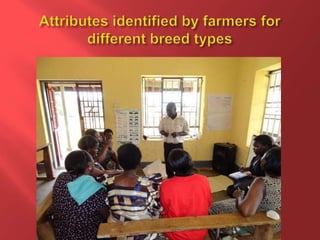 Feeding and breeding systems in the Uganda smallholder pigs value chain