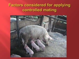 Feeding and breeding systems in the Uganda smallholder pigs value chain