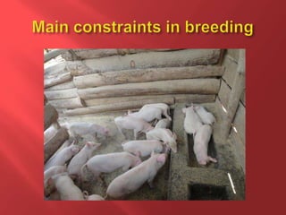Feeding and breeding systems in the Uganda smallholder pigs value chain