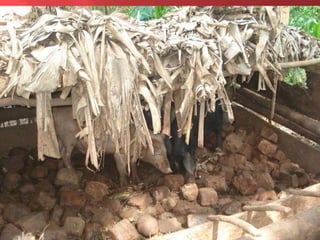 Feeding and breeding systems in the Uganda smallholder pigs value chain