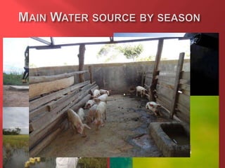 Feeding and breeding systems in the Uganda smallholder pigs value chain