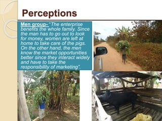 Livelihood assessment, decision-making  and institutions in the Uganda smallholder pig value chain: Results from descriptive analyses