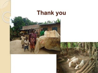 Livelihood assessment, decision-making  and institutions in the Uganda smallholder pig value chain: Results from descriptive analyses