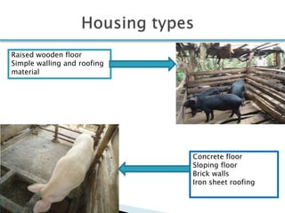 Smallholder pig production systems in Uganda: Results from VCA descriptive analyses