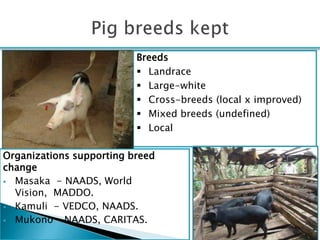 Smallholder pig production systems in Uganda: Results from VCA descriptive analyses