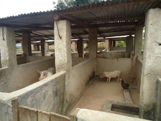 Smallholder pig production systems in Uganda: Results from VCA descriptive analyses