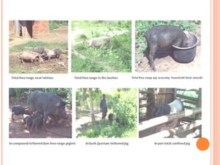 Diseases of economic and zoonotic importance in pig farming in Uganda: Control practices, successes, failures and the way forward