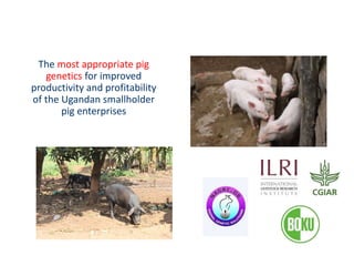 Uganda pig genetics