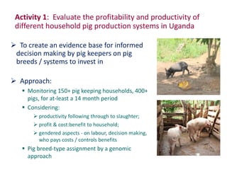 Uganda pig genetics