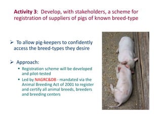 Uganda pig genetics