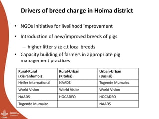Overview of ILRI’s smallholder pig value chain efforts in Hoima district