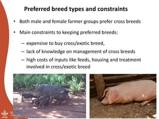 Overview of ILRI’s smallholder pig value chain efforts in Hoima district