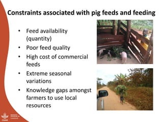 Overview of ILRI’s smallholder pig value chain efforts in Hoima district