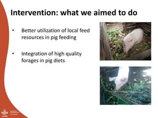 Overview of ILRI’s smallholder pig value chain efforts in Hoima district