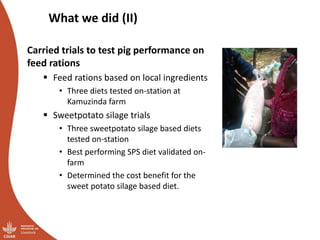 Overview of ILRI’s smallholder pig value chain efforts in Hoima district