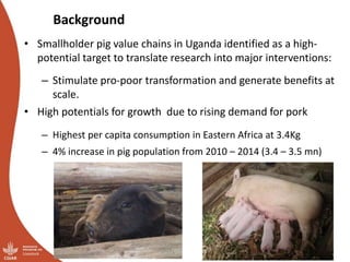 Overview of ILRI’s smallholder pig value chain efforts in Hoima district