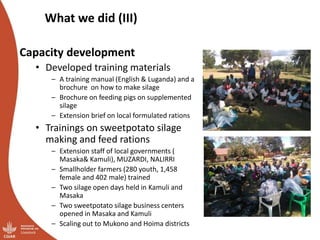 Overview of ILRI’s smallholder pig value chain efforts in Hoima district