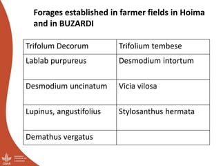 Overview of ILRI’s smallholder pig value chain efforts in Hoima district