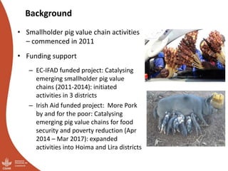 Overview of ILRI’s smallholder pig value chain efforts in Hoima district