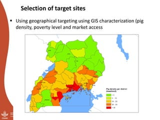 Overview of ILRI’s smallholder pig value chain efforts in Hoima district