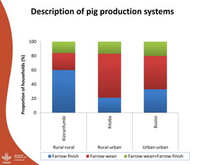 Overview of ILRI’s smallholder pig value chain efforts in Hoima district