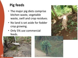 Overview of ILRI’s smallholder pig value chain efforts in Lira district
