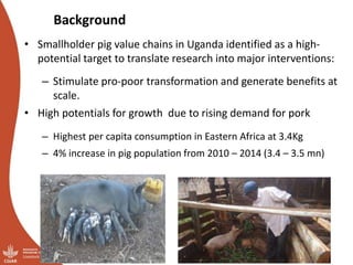 Overview of ILRI’s smallholder pig value chain efforts in Lira district