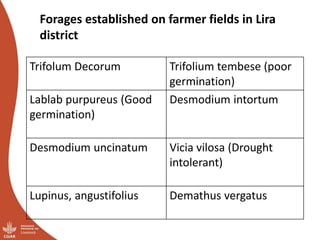 Overview of ILRI’s smallholder pig value chain efforts in Lira district