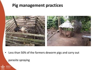 Overview of ILRI’s smallholder pig value chain efforts in Lira district