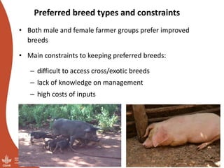 Overview of ILRI’s smallholder pig value chain efforts in Lira district