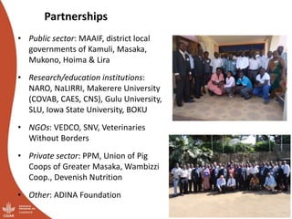 Overview of ILRI’s smallholder pig value chain efforts in Lira district