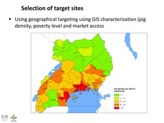 Overview of ILRI’s smallholder pig value chain efforts in Lira district