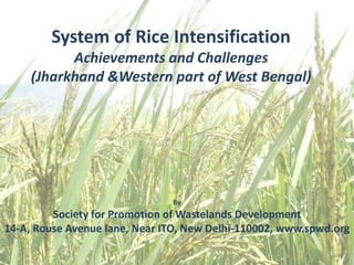 System of Rice Intensification
           Achievements and Challenges
     (Jharkhand &Western part of West Bengal)




                               By
         Society for Promotion of Wastelands Development
14-A, Rouse Avenue lane, Near ITO, New Delhi-110002, www.spwd.org
                                                             1
 