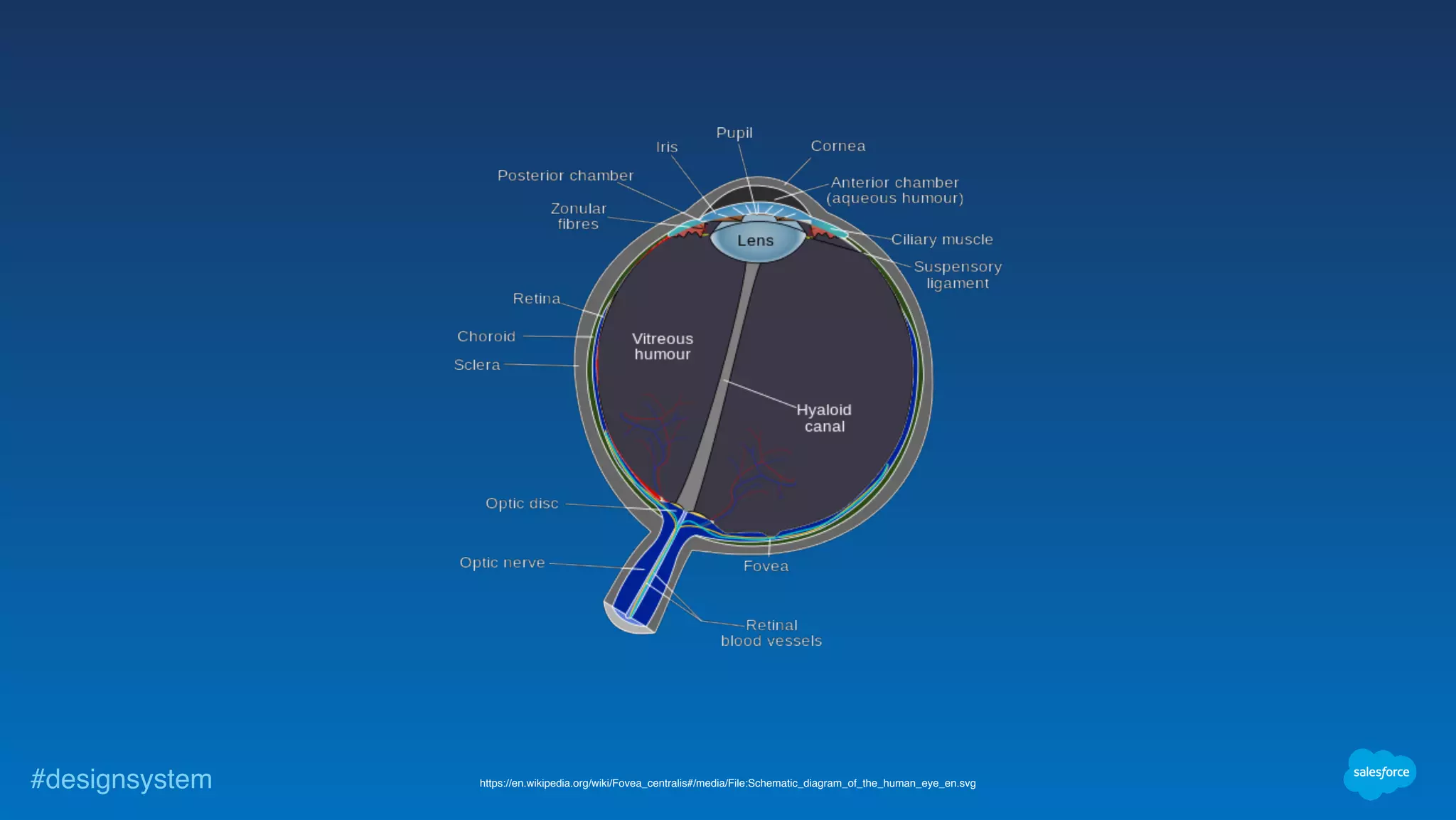 #designsystem https://en.wikipedia.org/wiki/Fovea_centralis#/media/File:Schematic_diagram_of_the_human_eye_en.svg
 