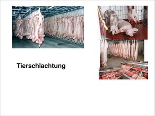 Tierschlachtung
 