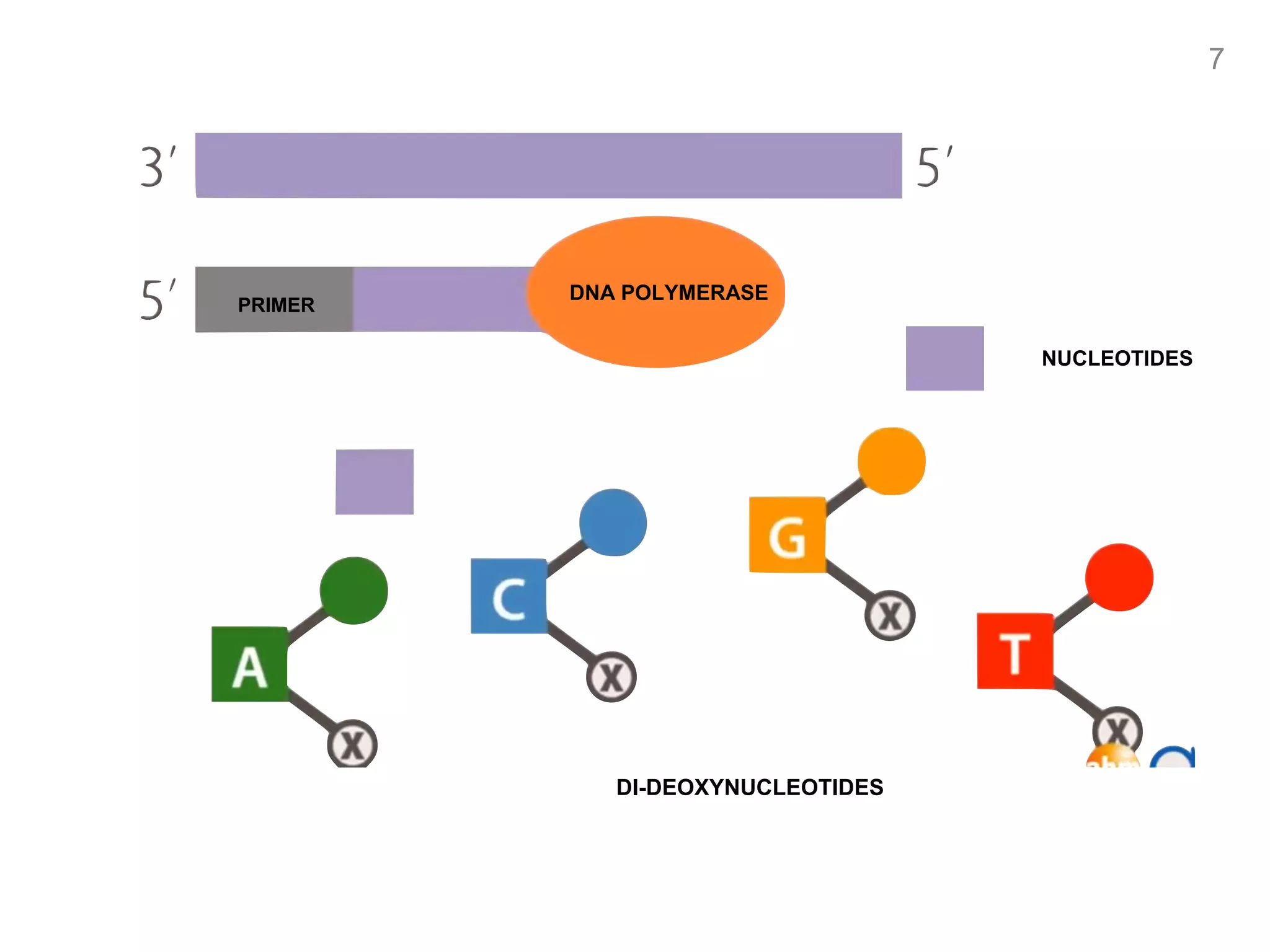 DNA POLYMERASE
PRIMER
NUCLEOTIDES
DI-DEOXYNUCLEOTIDES
7
 