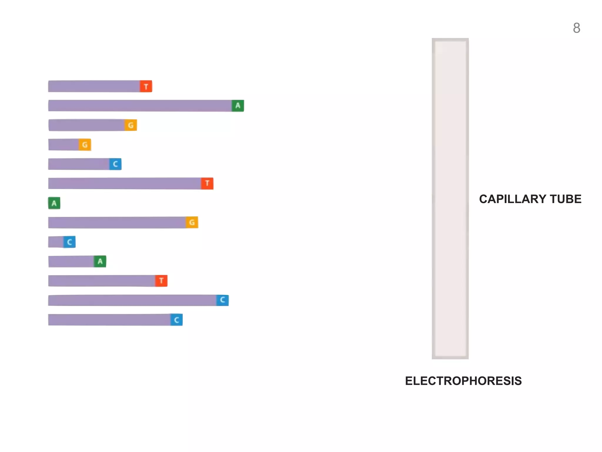 CAPILLARY TUBE
ELECTROPHORESIS
8
 