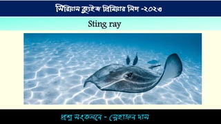 িশ্ন িংকিনে - স্নেহ়াঞ্জে দ়াি
সিসিয়াি ক্যুইজ সিসিয়াি সিগ -২০২৩
Sting ray
 