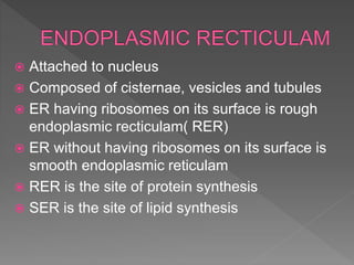 Cisterna Rer Fundamental unit of_life_ppt | PPTX