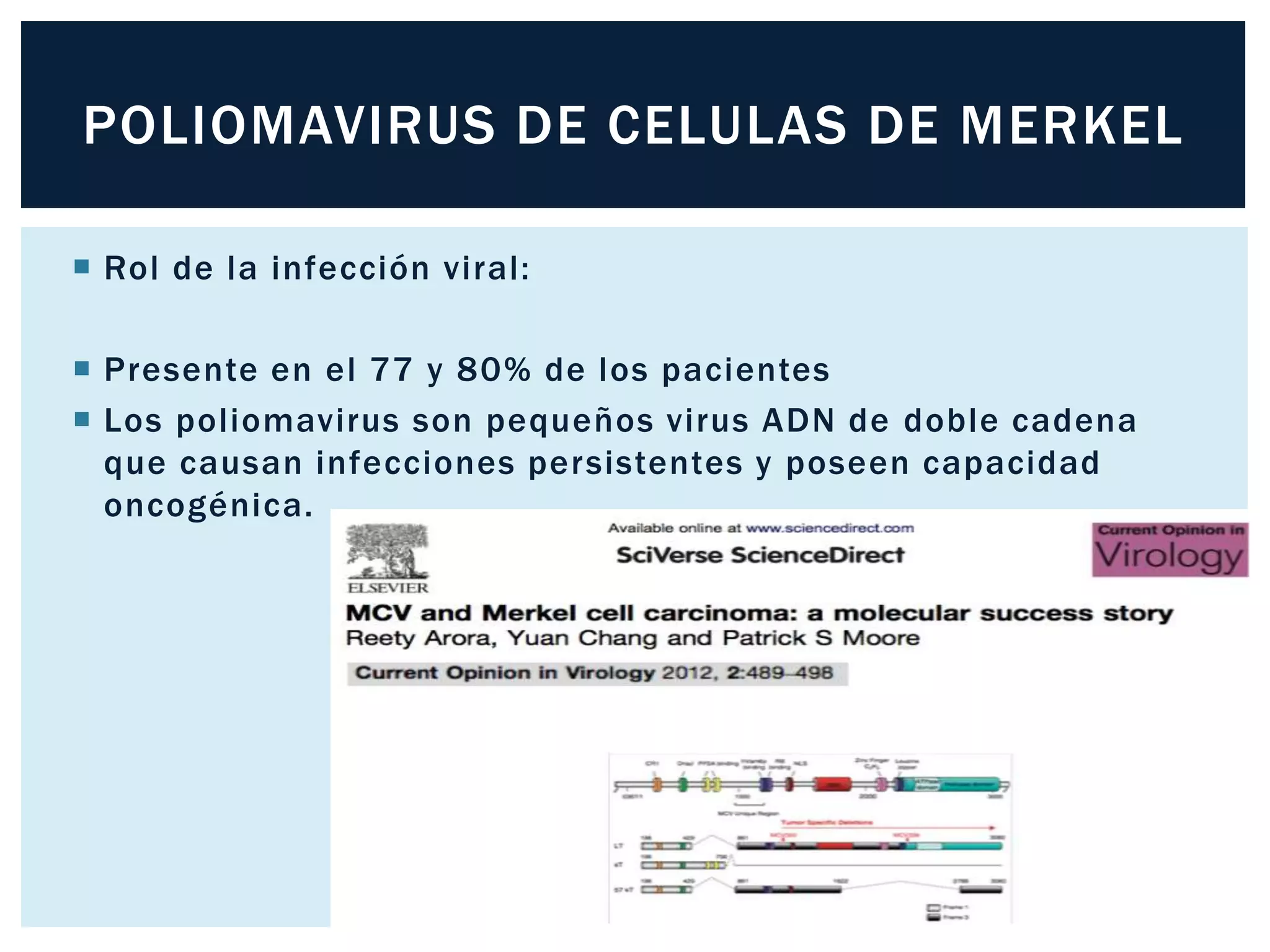  Rol de la infección viral:
 Presente en el 77 y 80% de los pacientes
 Los poliomavirus son pequeños virus ADN de doble cadena
que causan infecciones persistentes y poseen capacidad
oncogénica.
POLIOMAVIRUS DE CELULAS DE MERKEL
 