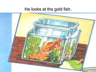 He looks at the gold fish. 