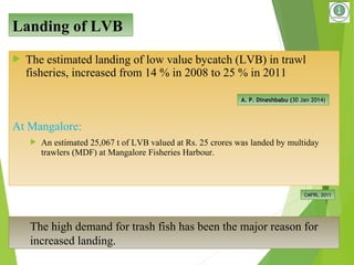  The estimated landing of low value bycatch (LVB) in trawl
fisheries, increased from 14 % in 2008 to 25 % in 2011
At Mangalore:
 An estimated 25,067 t of LVB valued at Rs. 25 crores was landed by multiday
trawlers (MDF) at Mangalore Fisheries Harbour.
10
CMFRI, 2011
Landing of LVB
The high demand for trash fish has been the major reason for
increased landing.
A. P. Dineshbabu (30 Jan 2014)
 